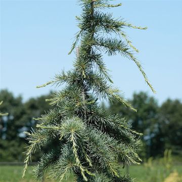 Cedrus deodara 'Karl Fuchs'