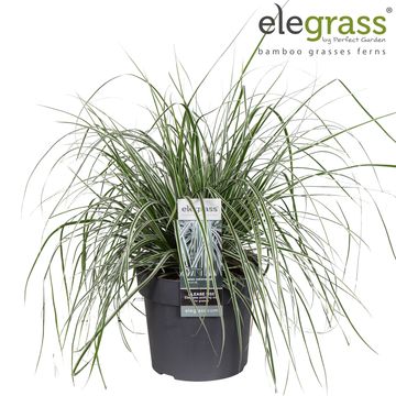 Carex oshimensis EVERCOLOR EVEREST