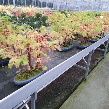 Metasequoia glyptostroboides