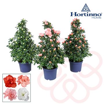 Rhododendron HORTINNO MIX