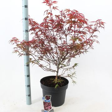 Acer palmatum 'Shaina'