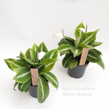 Spathiphyllum 'Silver Streak'