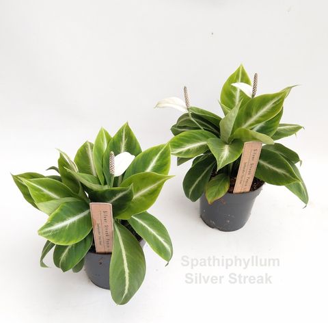 Spathiphyllum 'Silver Streak'