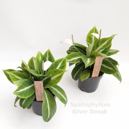 Spathiphyllum 'Silver Streak'