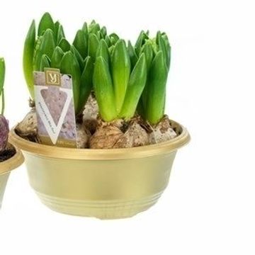 Hyacinthus orientalis 'White Pearl'