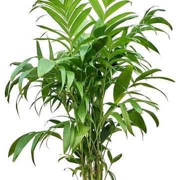 Areca triandra