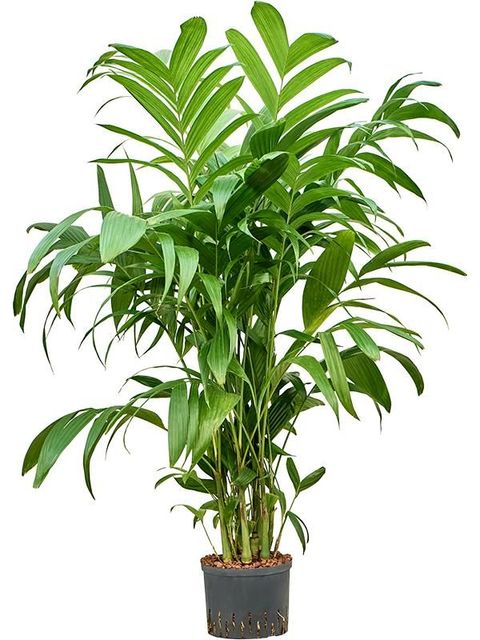 Areca triandra