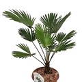 Trachycarpus wagnerianus
