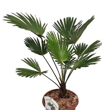Trachycarpus wagnerianus