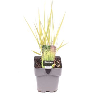 Panicum virgatum 'Northwind'