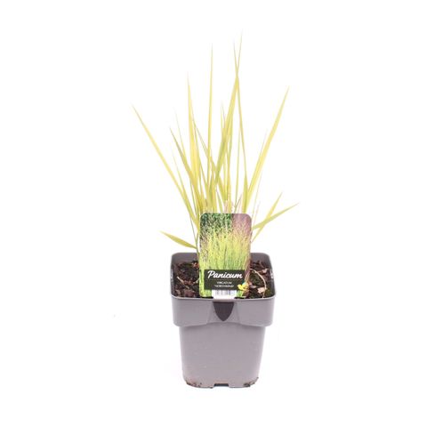 Panicum virgatum 'Northwind'