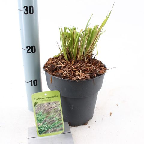 Pennisetum alopecuroides 'Red Head'