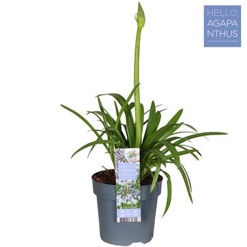 Agapanthus FIREWORKS