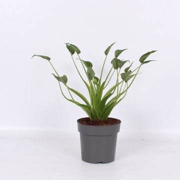 Alocasia 'Tiny Dancer'