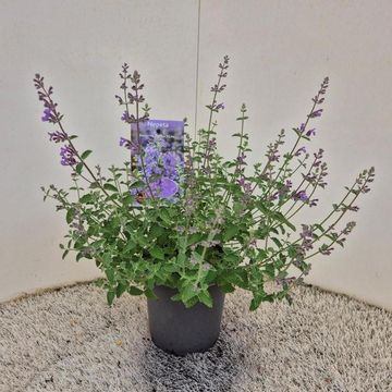 Nepeta 'Walker's Low'