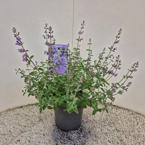 Nepeta 'Walker's Low'