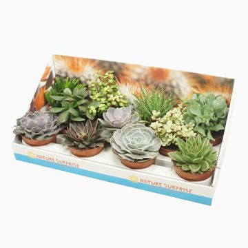 Succulents MIX