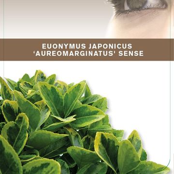 Euonymus japonicus 'Aureomarginatus'