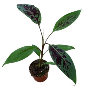 Musa acuminata acuminata