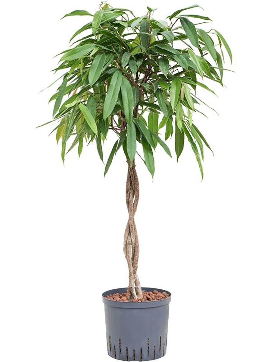 Ficus binnendijkii 'Amstel King' — Plant Wholesale FlorAccess