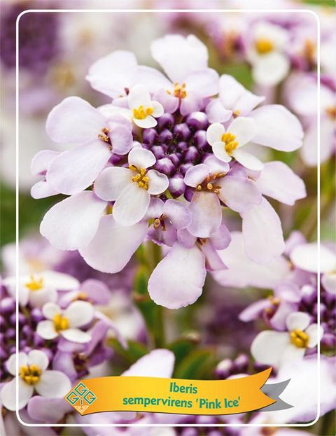 Iberis sempervirens 'Pink Ice'