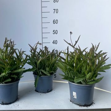 Verbena rigida