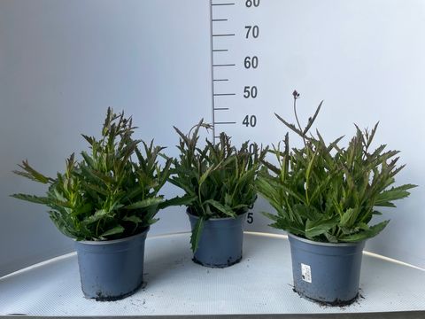 Verbena rigida