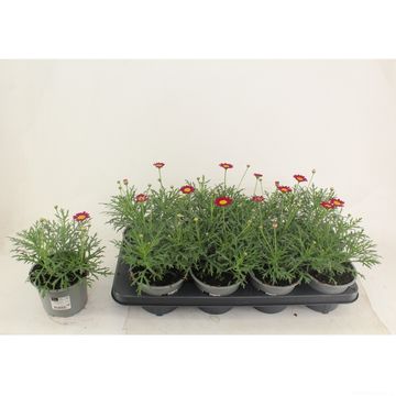 Argyranthemum frutescens LA RITA PURPLE