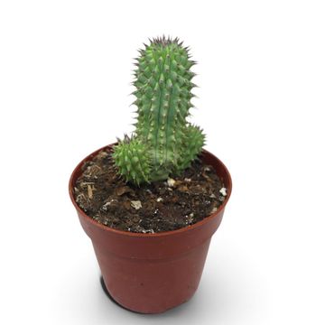 Hoodia gordonii