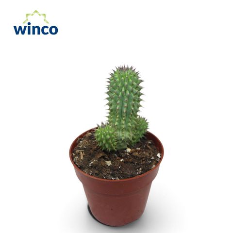 Hoodia gordonii
