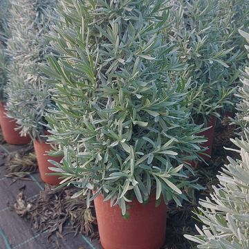 Lavandula angustifolia