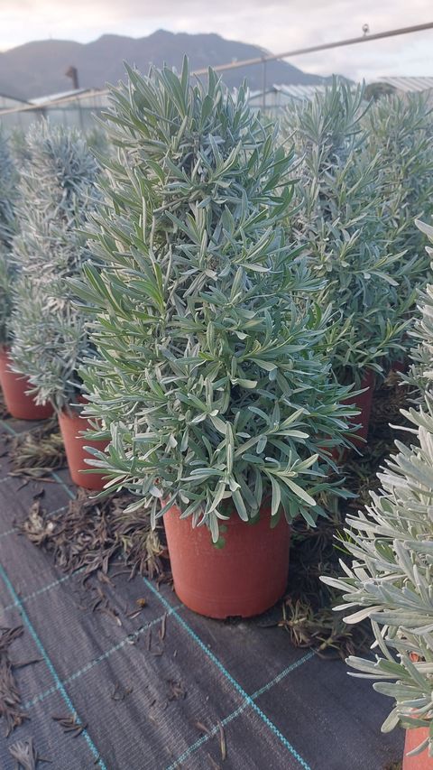 Lavandula angustifolia