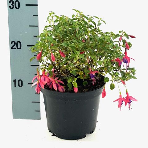 Fuchsia 'Tom Thumb'
