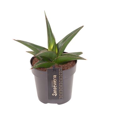 Sansevieria 'Comet Mini Amazon No. 2'