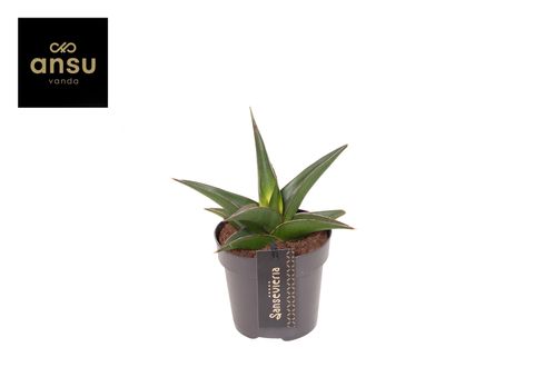 Sansevieria 'Comet Mini Amazon No. 2'