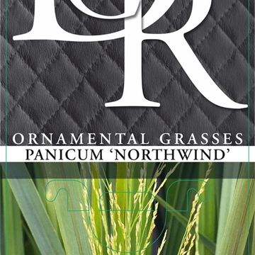 Panicum virgatum 'Northwind'