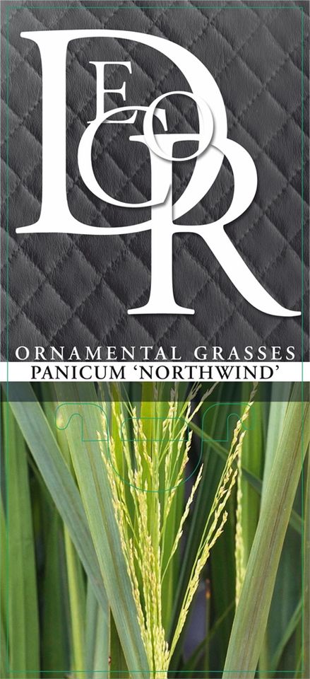 Panicum virgatum 'Northwind'