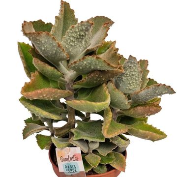 Kalanchoe beharensis
