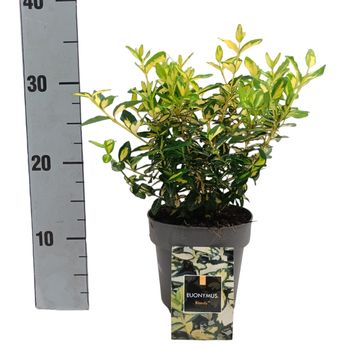 Euonymus fortunei BLONDY