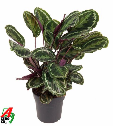 Calathea 'Medallion'