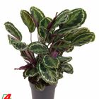 Calathea 'Medallion'