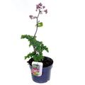 Thalictrum 'Black Stockings'