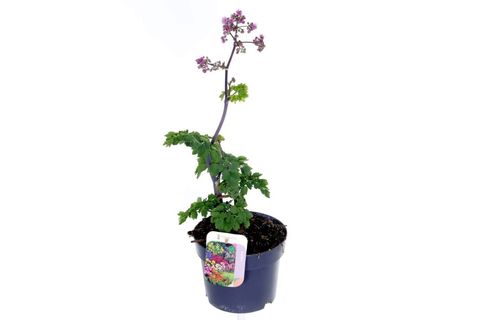 Thalictrum 'Блэк Стокингс'