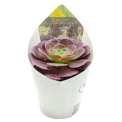 Aeonium arboreum 'Atropurpureum'