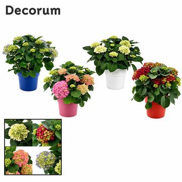 Hydrangea macrophylla MIX IN POT