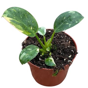 Philodendron 'Green Congo'
