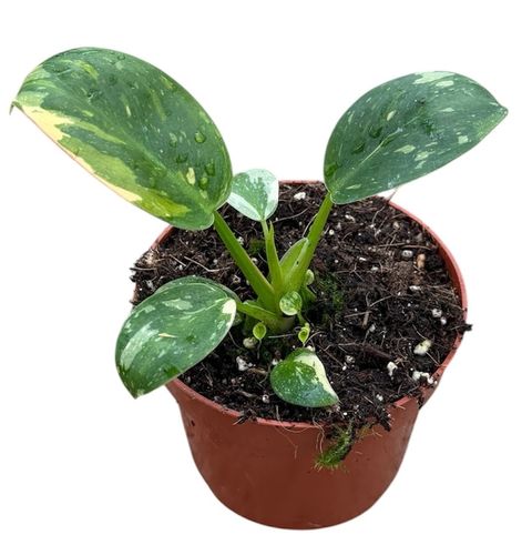 Philodendron 'Green Congo'