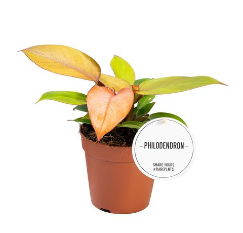 Philodendron 'Prince of Orange'