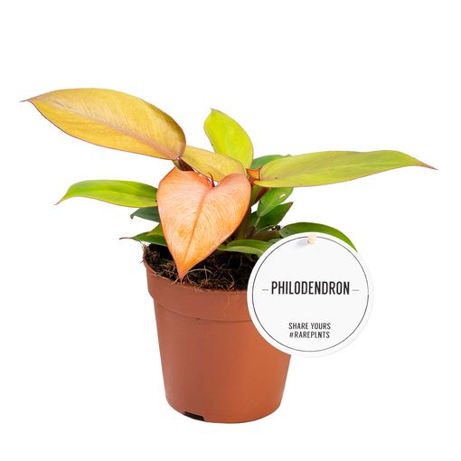 Philodendron 'Prince of Orange'