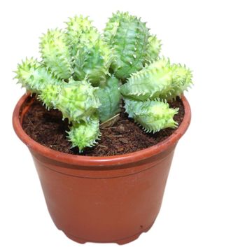 Euphorbia pseudoglobosa 'Variegata'